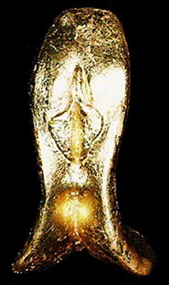 goldlips-f.jpg (28597 bytes)